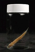 小骨鰧藏品圖，第3張